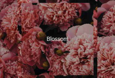 Blossom